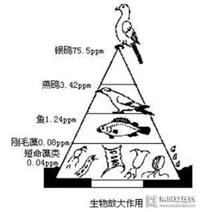 “野味”碰不得，藍(lán)炬星集成灶讓飯菜更健康美味